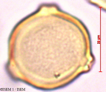 ISEM 1/Ostrya_carpinifolia_29398/Ostrya_carpinifolia_29398_0001(copy)_thumb.jpg